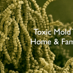 Toxic Mold Threatens Home & Family Health